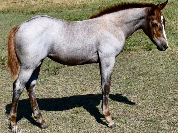 Madyan, Quarter Horse