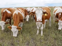 सांड, Simmental cattle — फ़ोटो 1