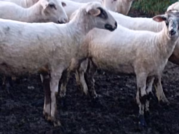 Oaie, Tsigai sheep
