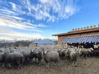 Widder, Kuibyshev sheep — Foto 2