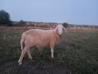 كبش, Assaf sheep — الصورة 3