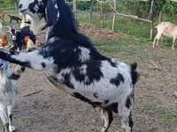 تيس, Nubian Goat — الصورة 5