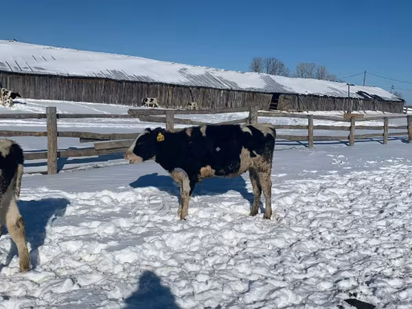 İnək, Russian Black pied cattle