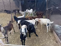 Țap, Pomellata goat — foto 3