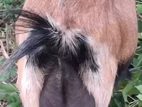 Cabra, Cabras — foto 2