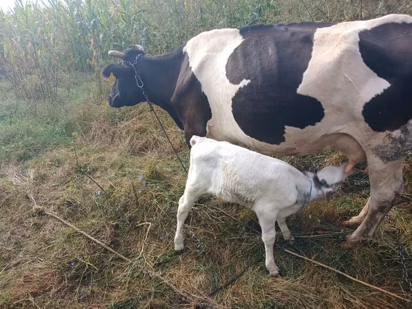 Bou, Rasa Holstein — Republica Moldova
