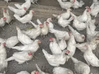 Leghorn — 5-rasm