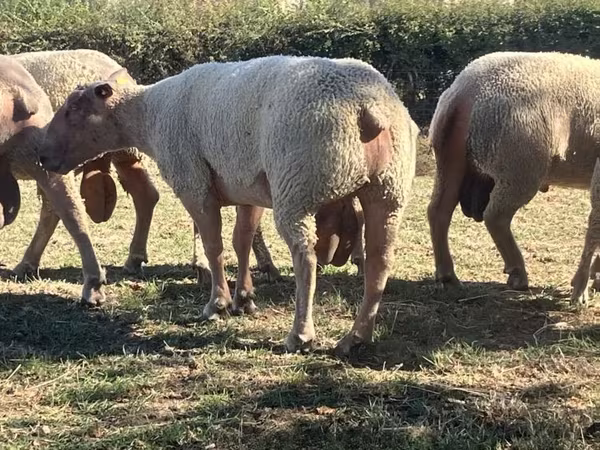 Berbec, Charollais sheep