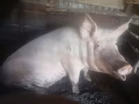 Porca, Porcos — foto 1