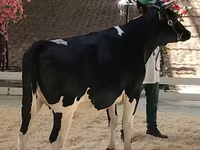 Kuh, Holstein-Rasse — Foto 2