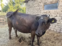 بقرة, Swiss cattle — الصورة 4