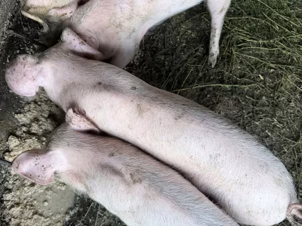 Boar, Pigs — Moldova