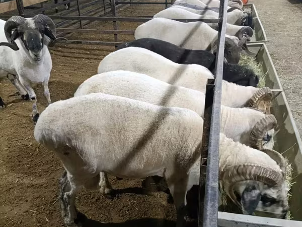 Berbec, Oi