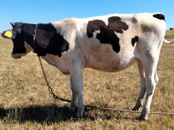 Bou, Bovine — Republica Moldova