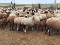 Berbec, Precoce sheep — foto 1