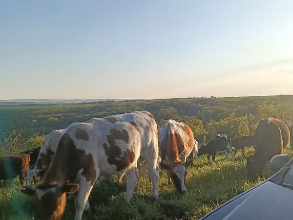 Cow, Cattle — Moldova