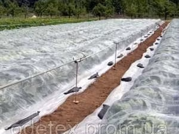 Material protector pentru plante decorative