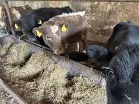 Toro, Ganado vacuno — foto 1