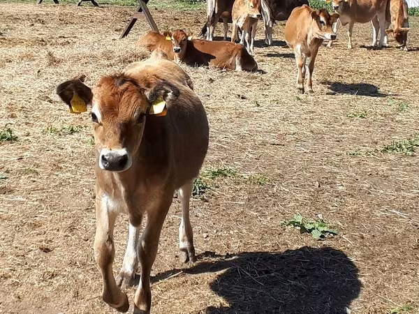 Buqa, Jersey zotasi