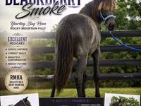 Jument, Rocky Mountain Horse — photo 1