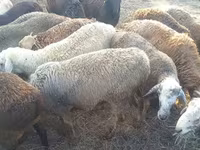 Carnero, Kuibyshev sheep — foto 1