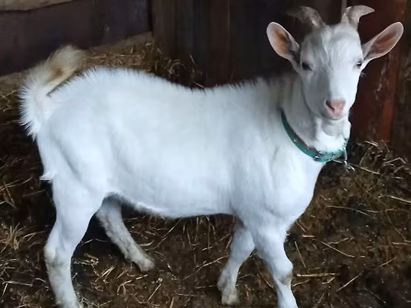 Keçi, Saanen goat — Moldova