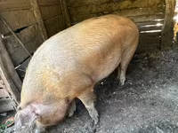 Säue, Schweine — Foto 1