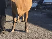 بقرة, Simmental cattle — الصورة 1