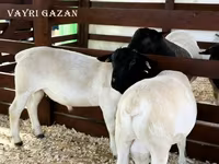 Ram, Edilbay sheep — photo 6