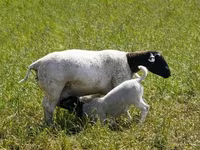 Oveja, Kuibyshev sheep — foto 5