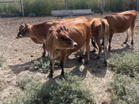 Cow, Jersey breed — photo 4