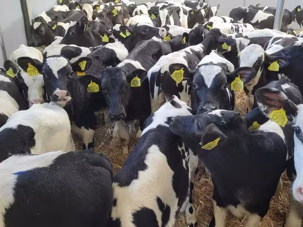 Bou, Rasa Holstein