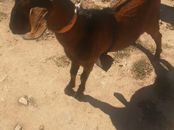 公山羊, Nubian Goat — 摩尔多瓦