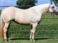 Madyan, Quarter Horse — foto 7
