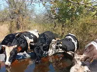Toro, Ganado vacuno — foto 2