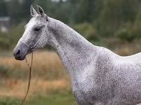 At, Arabian horse — foto 6