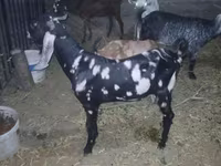 Boucs, Beetal goats — photo 3