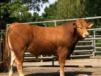 Taureau, Vache limousine — photo 7