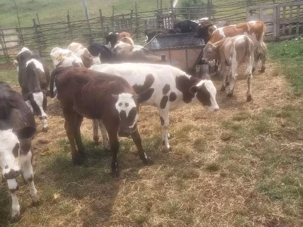 Bou, Bovine — Republica Moldova