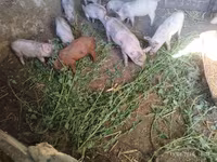 Eber, Schweine — Foto 2