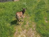 Cabra, Cabras — foto 2
