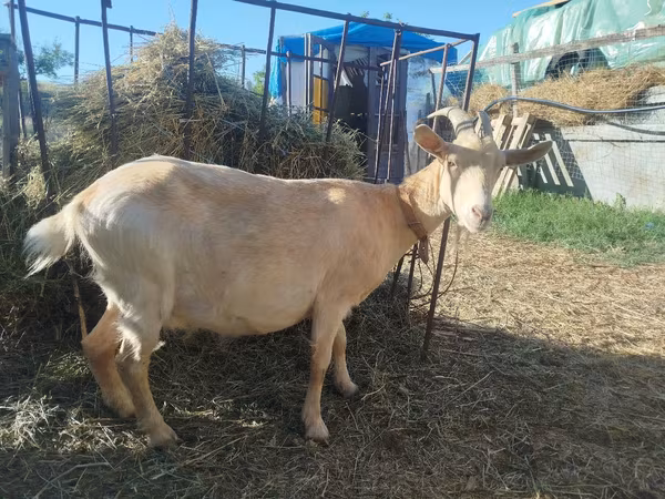Cabra, LaMancha goats — Moldávia