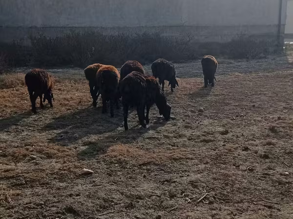 Toro, Ganado vacuno