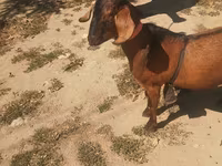 Ziegenbock, Nubian Goat — Foto 3