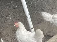 Leghorn — 1-rasm