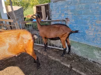 Capră, Alpine goat — foto 3