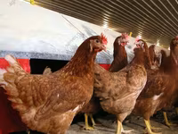 Chickens — Foto 4