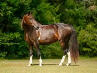 Mare, American paint horse — photo 3