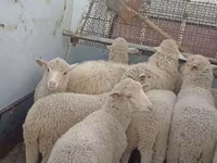 Sheep, Merino sheep — photo 1