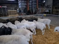 Berbec, Dorper sheep — foto 3
